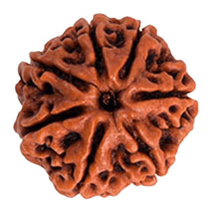 rudraksha